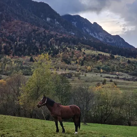 Pensiunea Kyfana 3* Zărneşti