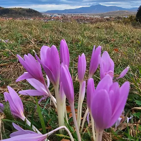 Pensiunea Kyfana 3*